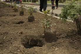 В Севастополе высадят Аллею дружбы из 120 деревьев