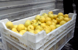 Неизвестный севастополец подарил тонну яблок детским домам и интернатам