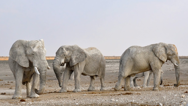 Президент Ботсваны пригрозил Германии слонами