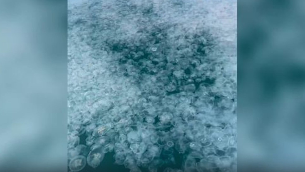 У берегов Чёрного моря разлилось кисельное море из медуз