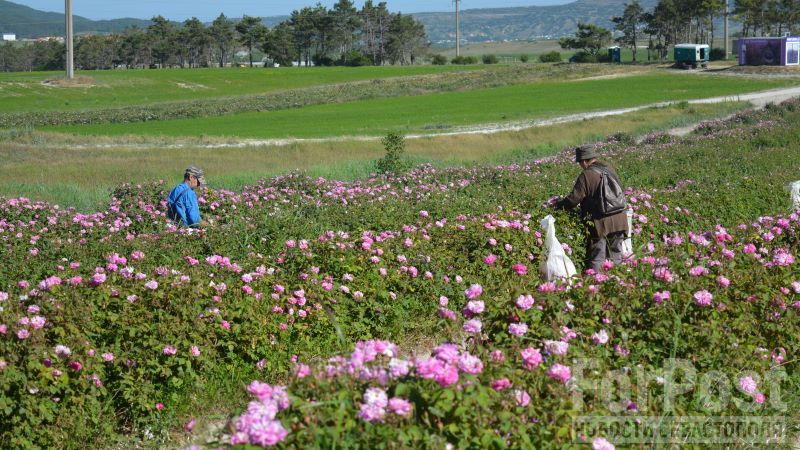 Благоухающее ремесло: в Крыму приступили к сбору эфиромасличной розы 