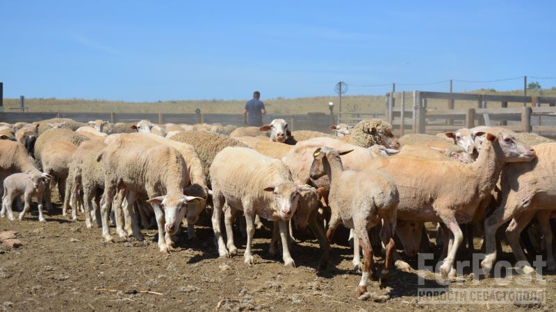 Пушистый «урожай»: в Крыму началась стрижка овец
