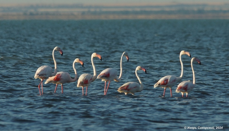 Впервые в России: в крымских гнёздах розовых фламинго заметили птенцов