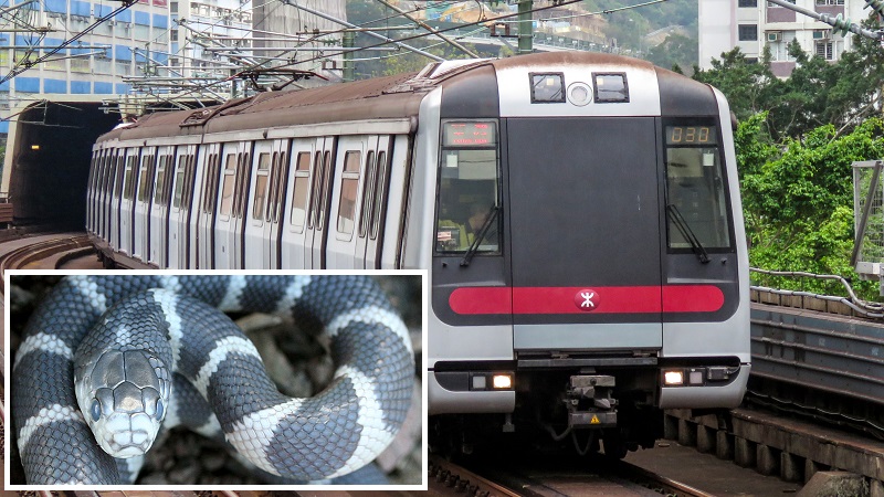 Из-за небольшой змеи эвакуировали всех пассажиров поезда