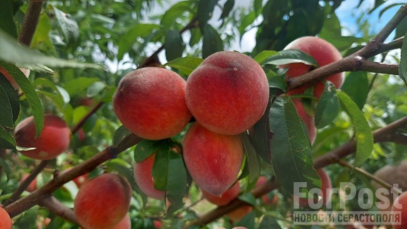 Сладкое солнце в ладони: как в Крыму выращивают и собирают персики 