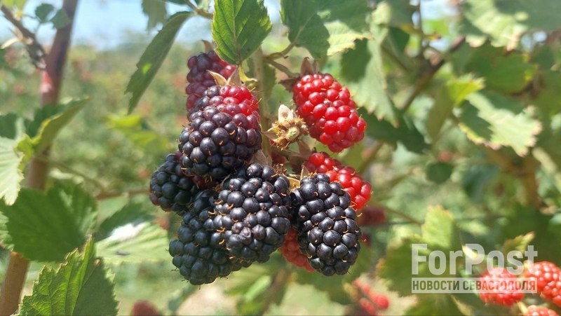 Ягодный сезон: как этим летом в Крыму собирают ежевику и малину