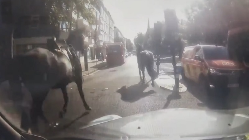 Второй раз за три месяца лошади устроили переполох в центре Лондона