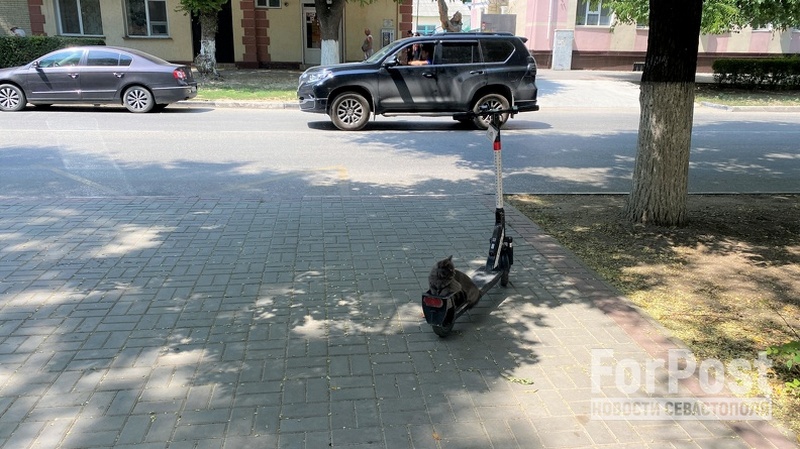 Алкоголь оставил крымчанина без электросамоката и водительского удостоверения