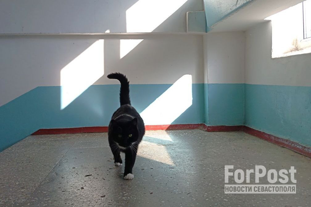 Любителю «хвостиков» запретили держать в квартире десятки котов по суду