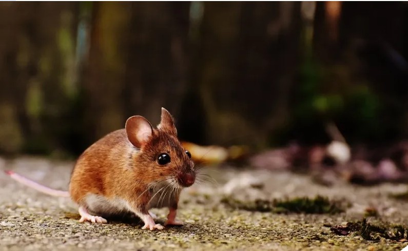 На территории Севастополя наследила древняя мышь