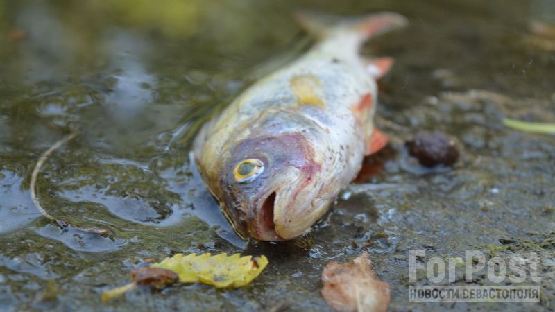 В Крыму назвали причину массовой гибели пресноводной рыбы