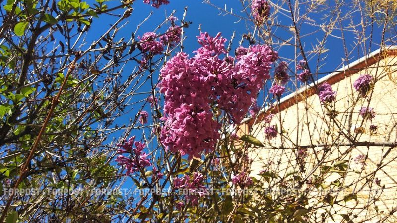 В столице Крыма в разгар осени зацвела сирень
