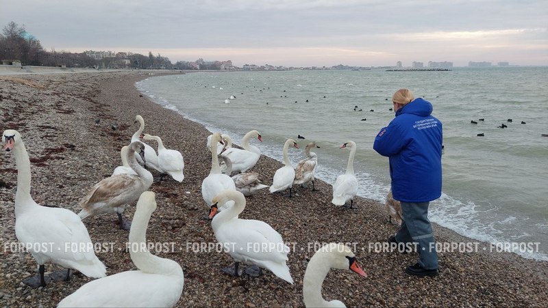 Как в Евпатории после морозов спасают зимующих у моря птиц 