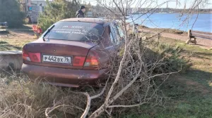 В Севастополе паркующийся таксист снёс два дерева 