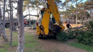 Решения о вырубке редких деревьев в Севастополе принимает Краснодар 