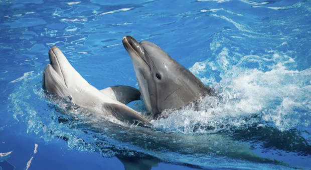 В Ялте оштрафовали владельца незаконного дельфинария