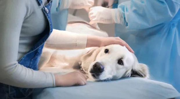В Севастополе запускают льготную стерилизацию кошек и собак