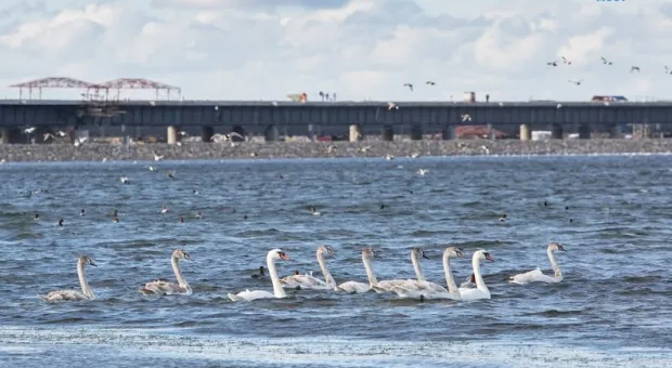 Стройка Крымского моста не вредит окружающей среде