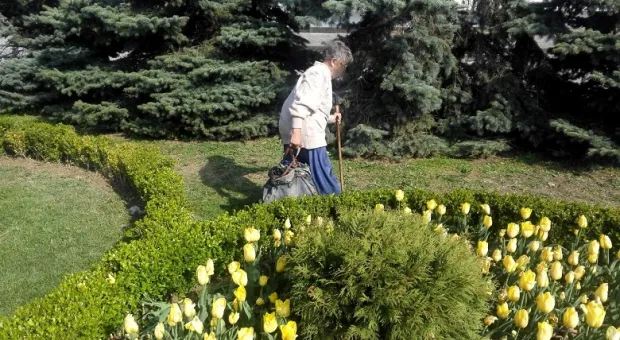В Севастополе исчезают цветущие тюльпаны