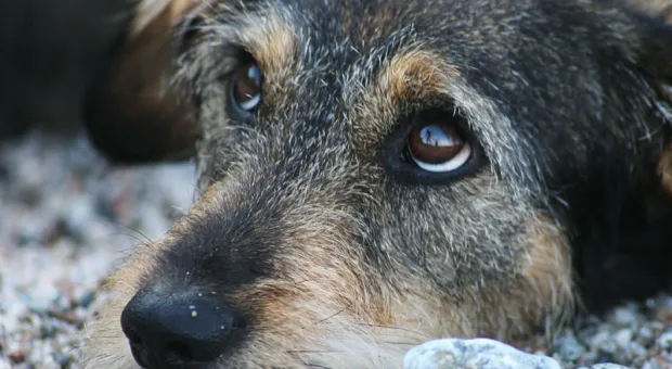 Житель Севастополя заплатит за убийство собаки