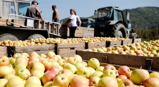 Миллиарды Москвы удобрили сельское хозяйство Крыма