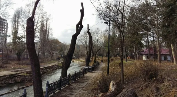 Симферополь резко оголится: тысячи деревьев в городе идут под спил