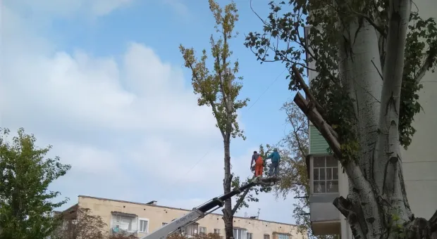 В Севастополе снос деревьев объяснили заботой о людях
