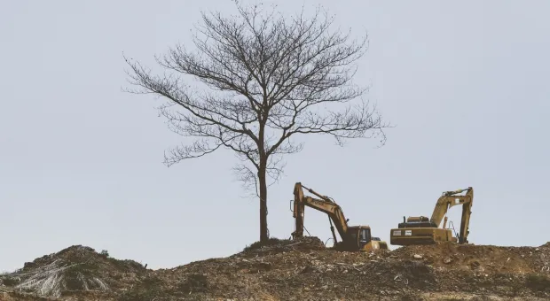 В Севастополе продолжают уничтожать краснокнижные деревья