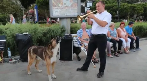 В Ялте трубачу и его поющей собаке разрешили уличные концерты