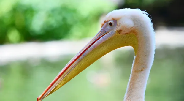Розовых пеликанов из Севастополя «депортировали» в Крым