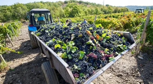 Девелоперы больше не смогут застраивать крымские виноградники