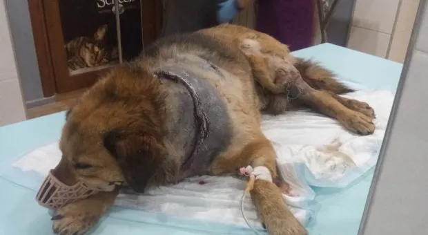 В Крыму собаку с перерезанным горлом и пулей бросили умирать