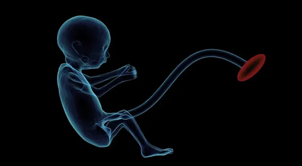 Учёные смогли создать искусственный эмбрион человека