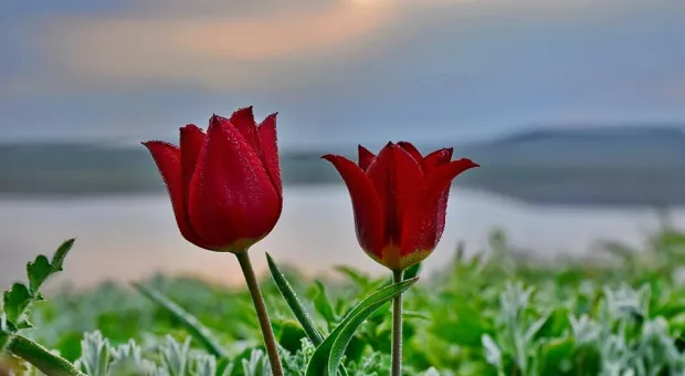 СевСети #1210. Переселенцы в Севастополе и дикие тюльпаны в Крыму