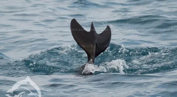 На крымском пляже обнаружили дельфина-мутанта
