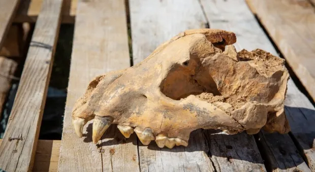 В знаменитой крымской пещере найден череп гигантской гиены