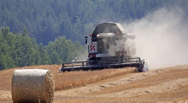 Глава ИКАР Рылько спрогнозировал рекордный урожай зерновых в России