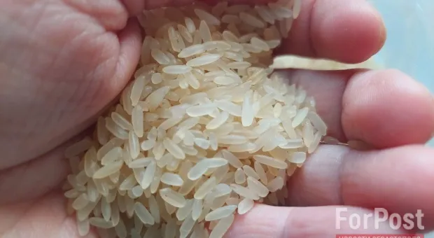 Крым планирует в шесть раз увеличить площади под рис в следующем году