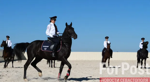 Севастопольскую полицию усилили 18 лошадей карачаевской породы