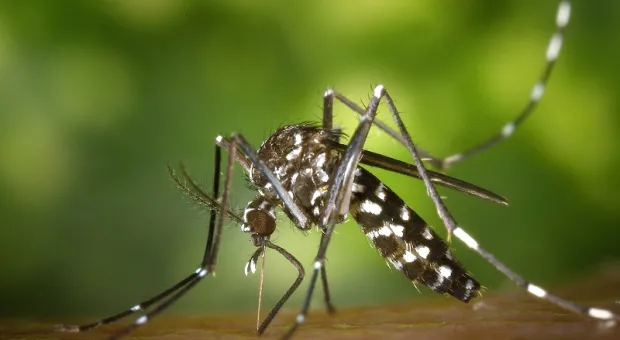 Выяснилось, какие люди для комаров самые «вкусные»