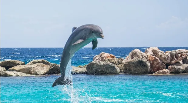 Учёные нашли новое сходство между людьми и дельфинами