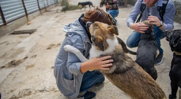 Севастопольцев просят помочь собачьему приюту на Монастырском шоссе 