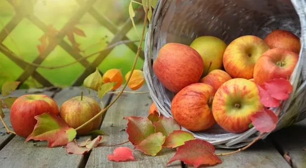 Как влияет на организм регулярное употребление яблок