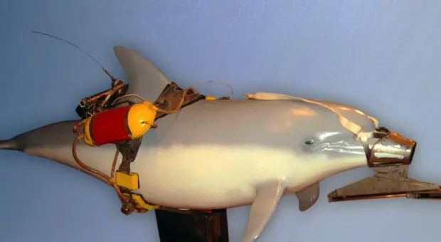 В Великобритании рассказали о защищающих Севастополь боевых дельфинах 