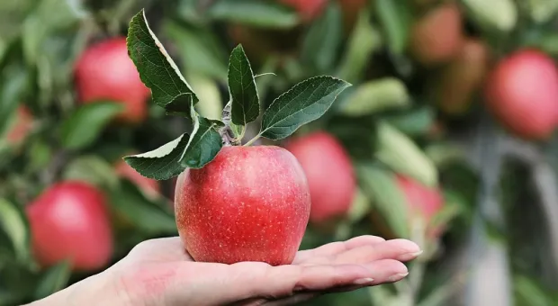 Раскрыто неожиданное свойство яблок, которое проявляется в старости