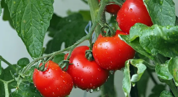Употребление обычных томатов может вызвать поразительный эффект