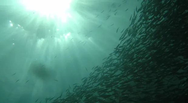 Обнаружен неожиданный эффект употребления морской рыбы