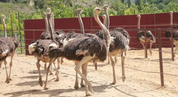 Владельца страусиной фермы в Севастополе обязали вернуть деньги государству