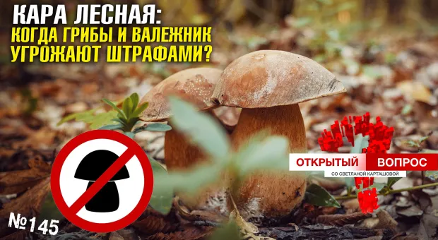 Севастопольские леса встречают грибами и штрафами за их сбор