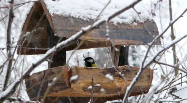 Холод за окном и в сердце: крымчане перестали отмечать Синичкин день